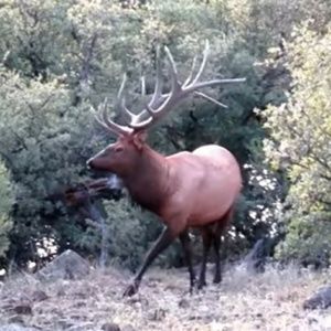 Meet your Posher, Cody